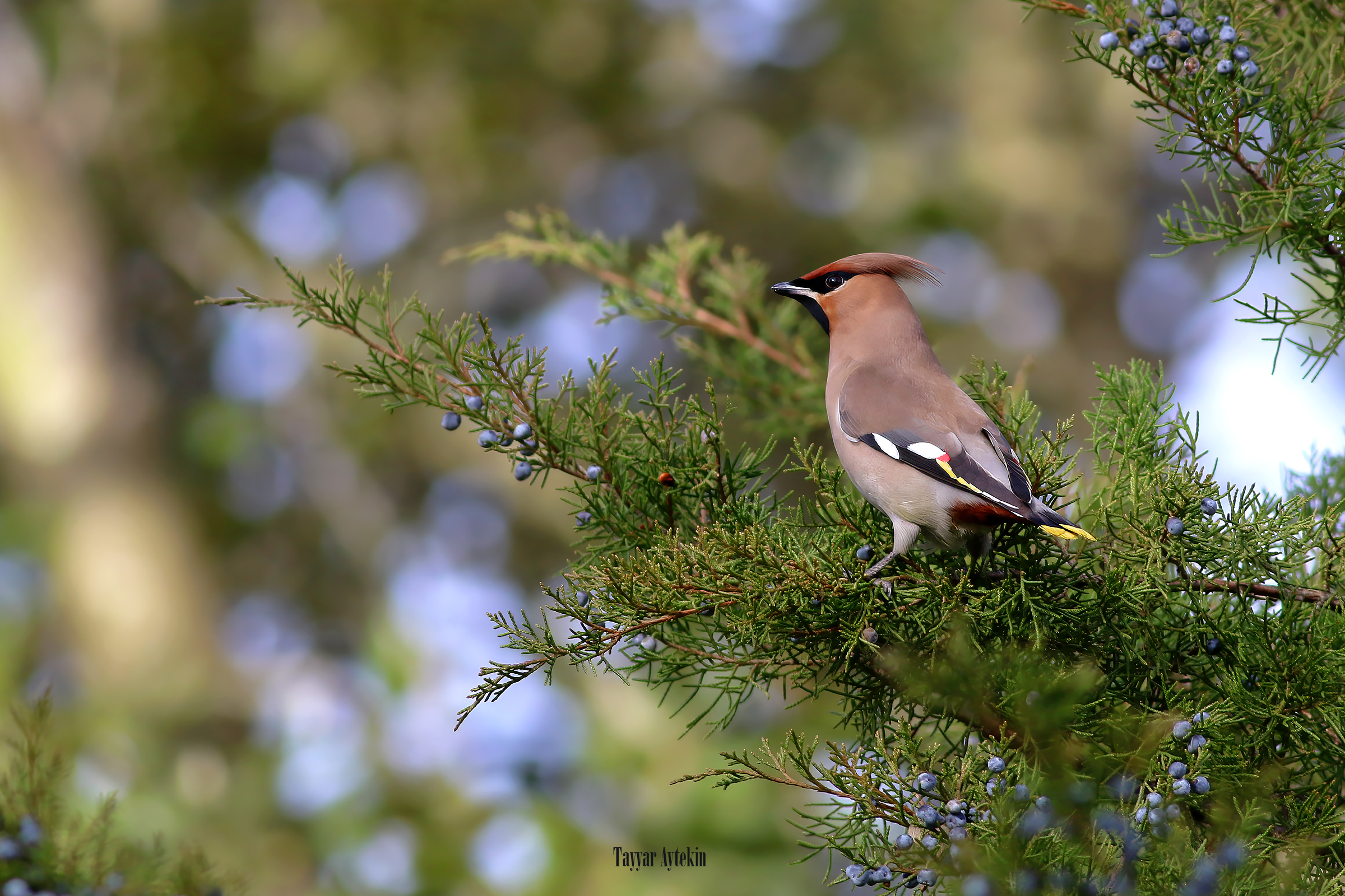 Bohemian Waxwing